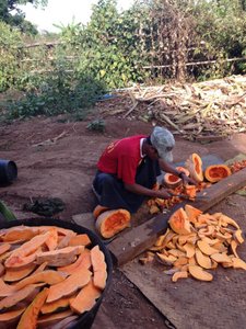 Cutting Pumpkin for the Elephants