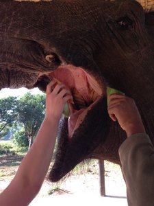 Hand Feeding the Elephants