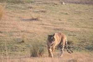 09 Prowling in Ranthambore National Park