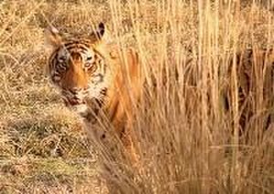 12 Lurking in Ranthambore National Park