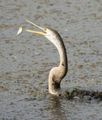 04 Snakebird Catching Fish at Keoladeo NP
