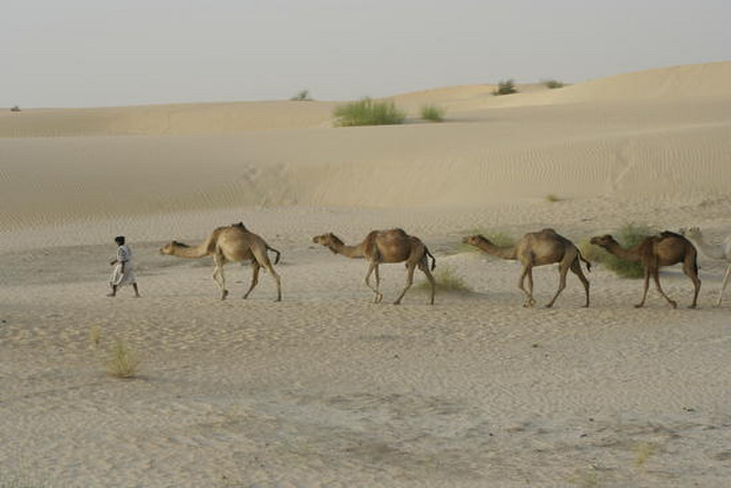 20 Tureg Tribesman Leading Camels in Sahara