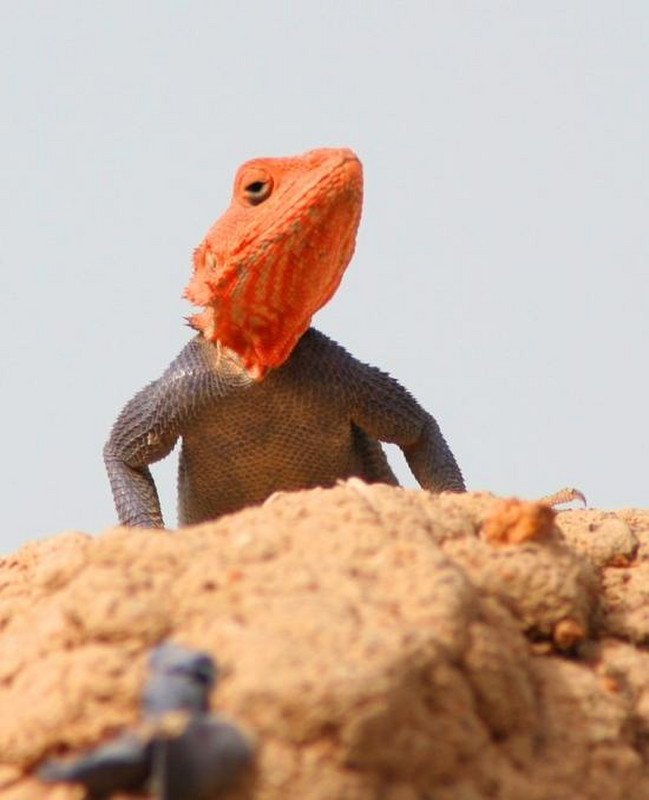 28 Orange-Headed Lizards Are Everywhere