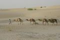 20 Tureg Tribesman Leading Camels in Sahara