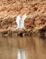 27    Heron in Flight on Niger River