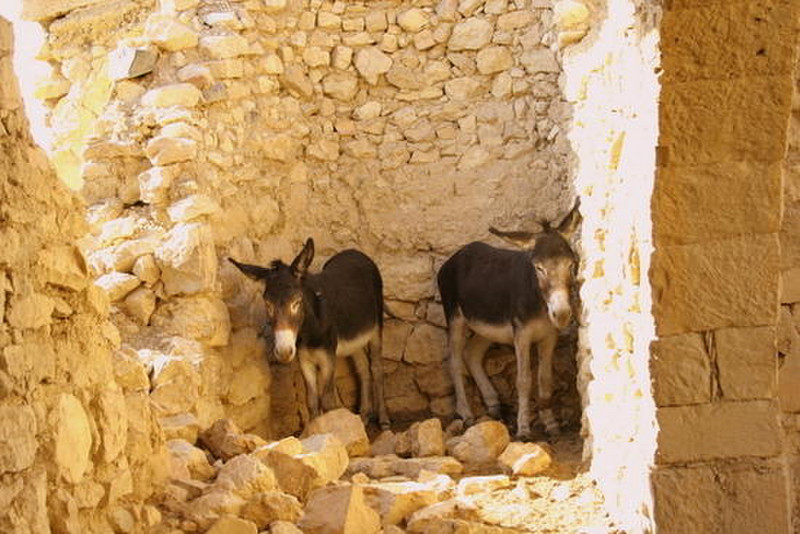 16  Donkeys in Dana Village, Jordan