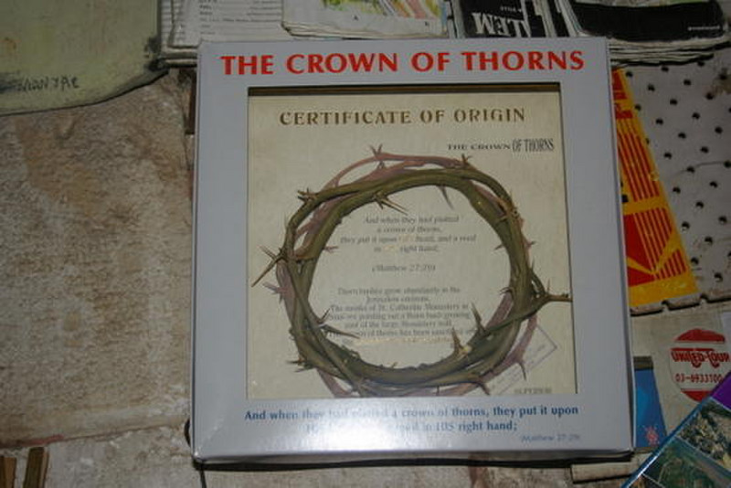 44 Crown of Thorns Anyone?