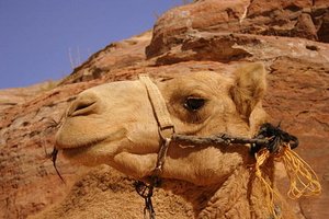 30 A Jordanian Camel (we checked his passport)