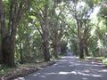 Road with tree canopy