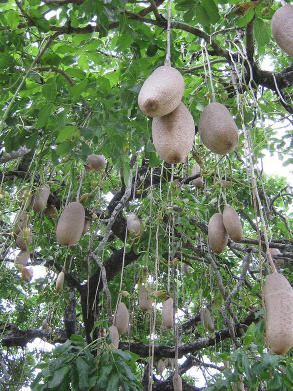 Very strange fruit hanging from a tree.
