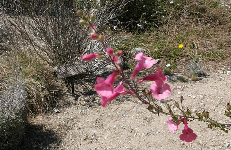 More blooming desert