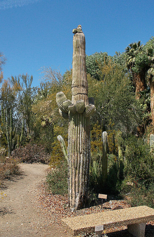 Some big cactus we can&#39;t remember the name of...