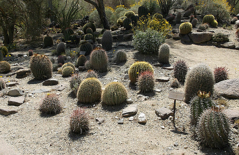 Barrel cactuses