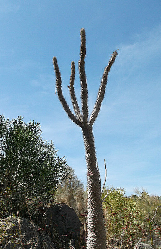 Umm, another cactus