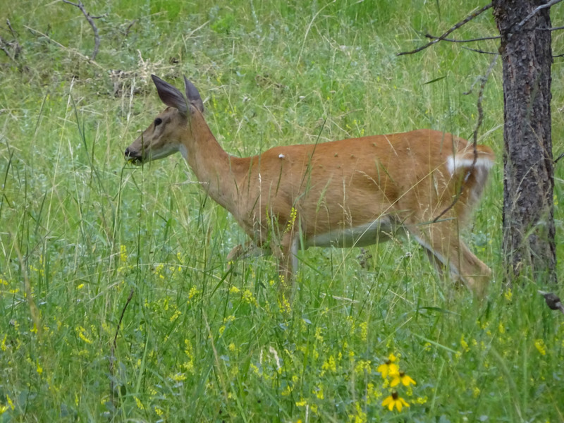 White-tailed deer in the park | Photo