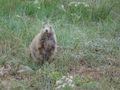 Prairie dogs - this guy was posing for us