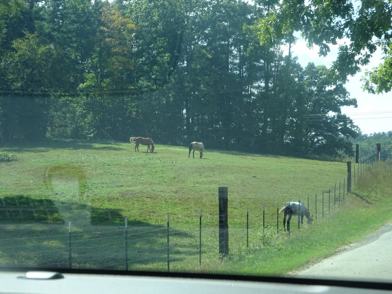 Finally, Kentucky horses