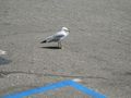 A seagull that lost its way