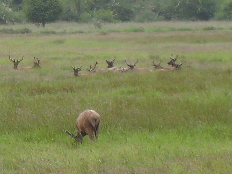 Elk grazing by the roadside 2