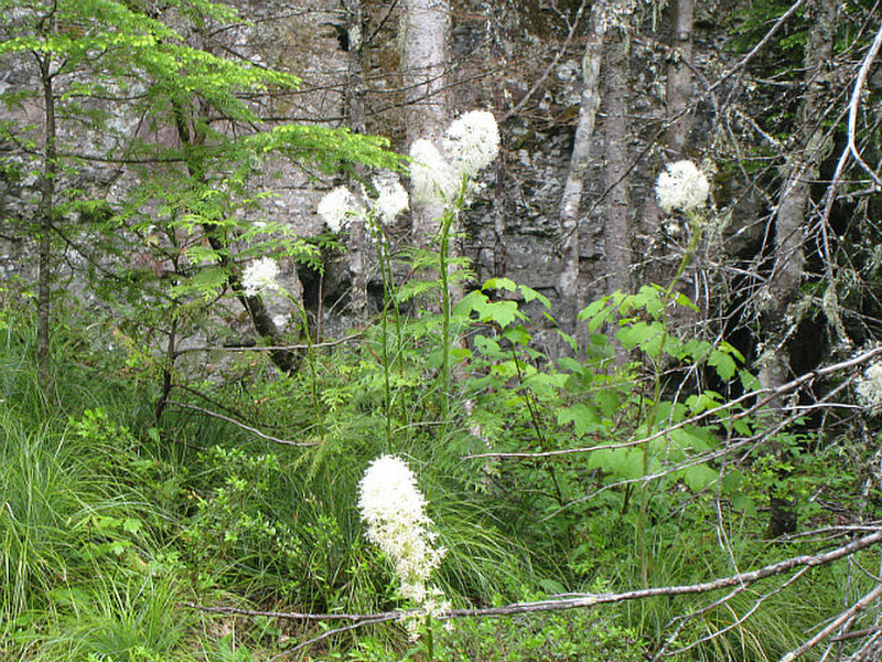 Blooms I believe are called Bear Grass