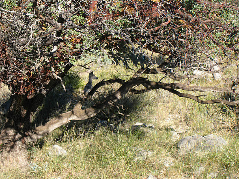 Guadalupe National Park - deer