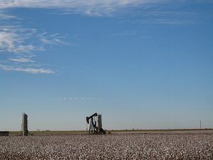 Oil wells in cotton fields