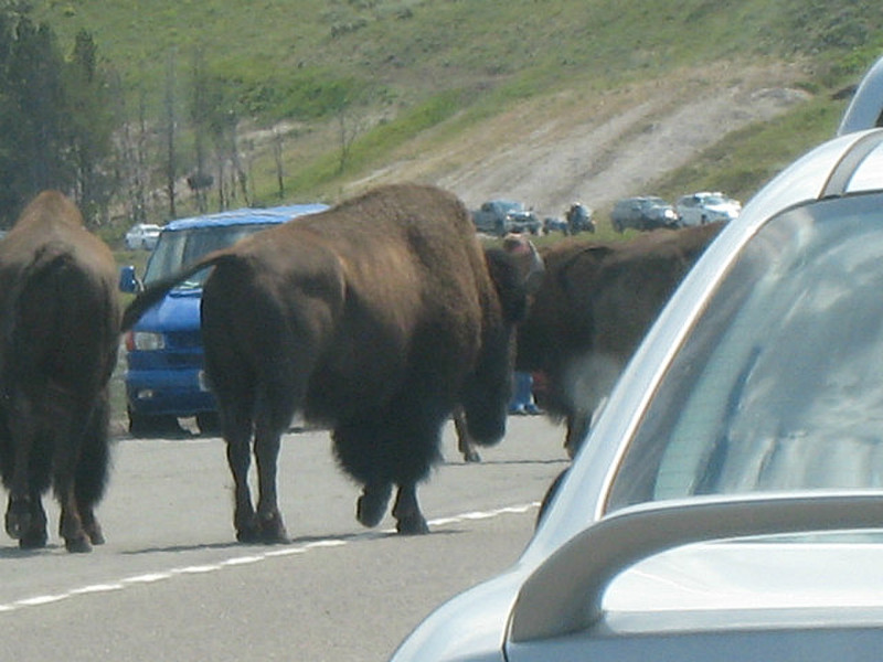 Bison holding up traffic