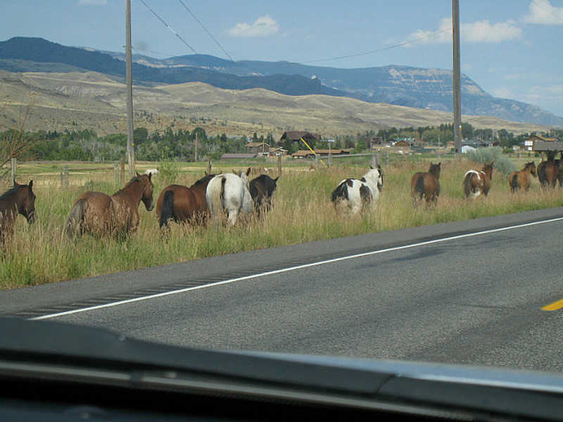 Horses being herded back home