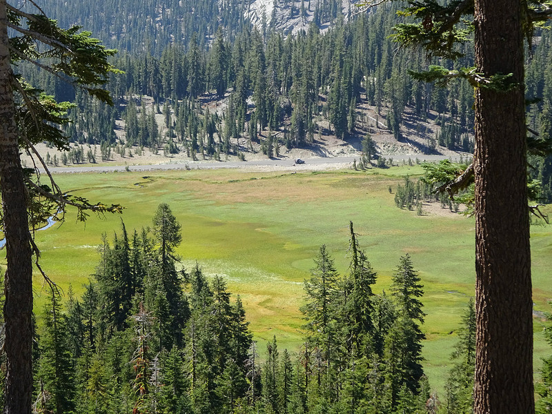 Looking down into a meadow