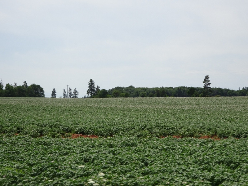 Potato fields in full bloom