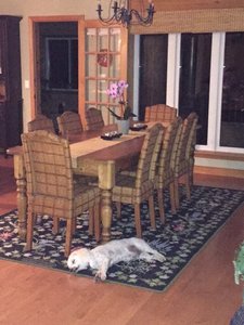 Beamer makes himself at home at the cottage