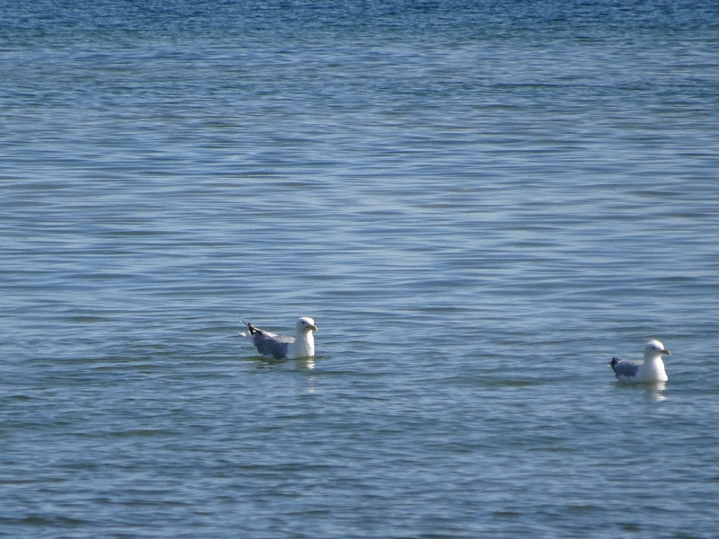 Gulls on Lake Superior