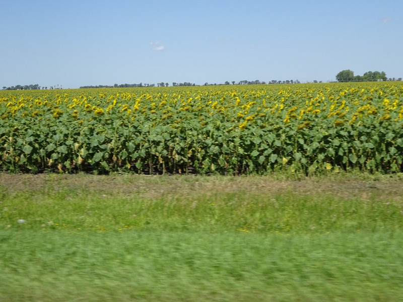 A huge crop of sunflowers