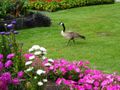 Capitol gardens  - Canadian goose