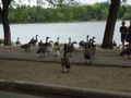Canadian geese in the park