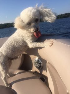 Beamer loving the boat ride