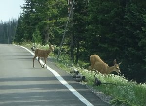 Deer crossing our path