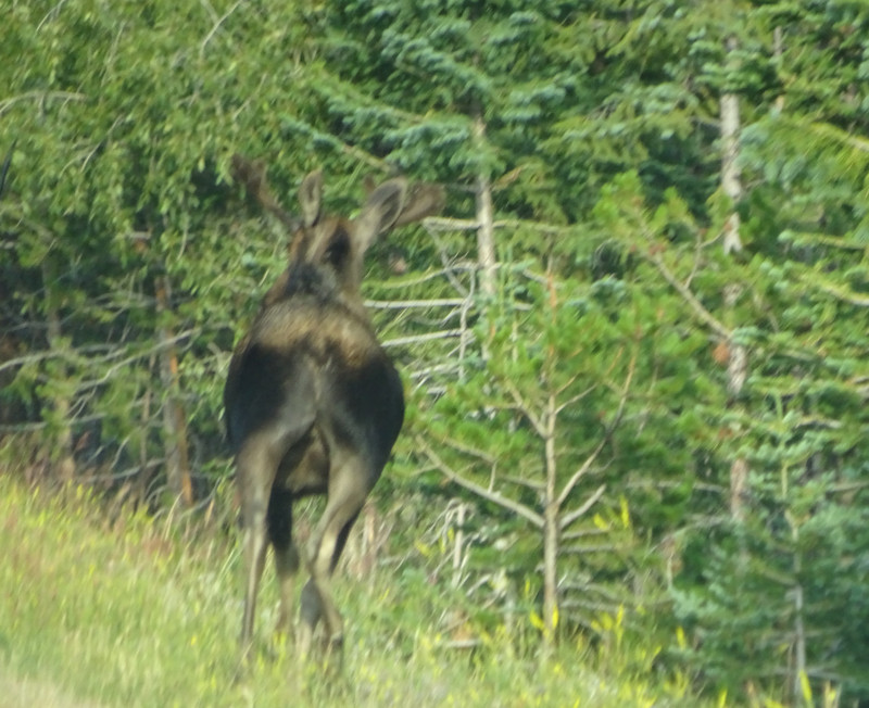 Moose gives up and leaves the road