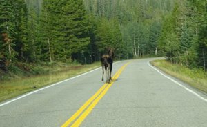 Young moose trying to outrun our car