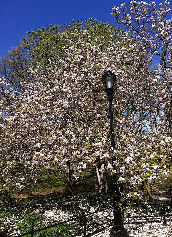 Central Park 2 in bloom