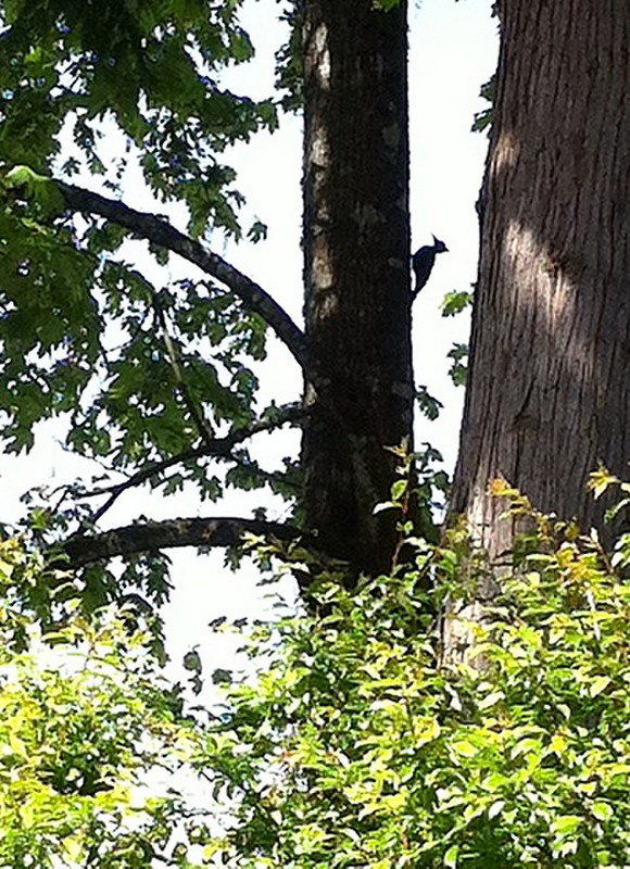 Find woody woodpecker