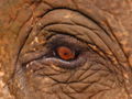 Elephant eye...