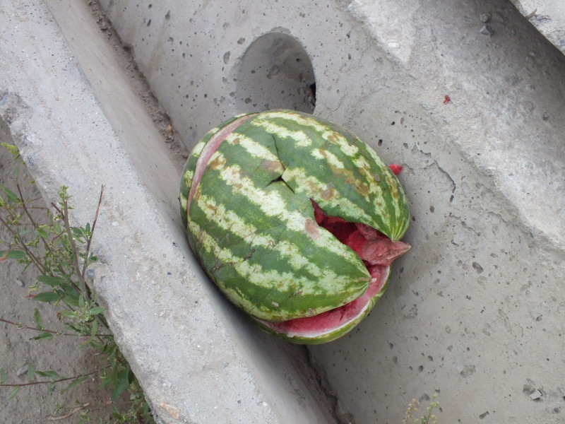 A rather sad melon