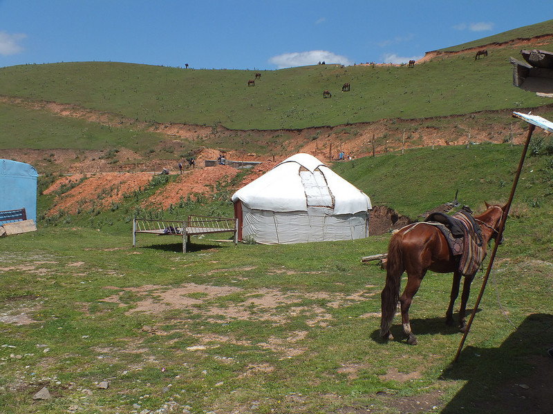 Horses on Kyrgzetstan