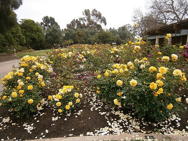Rose garden 3
