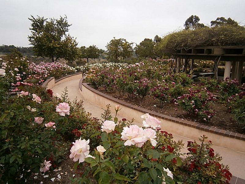 Rose garden 1