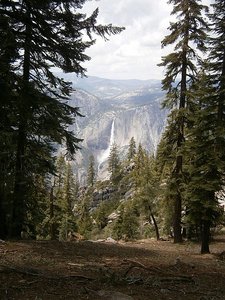 Yosemite Falls thru trees