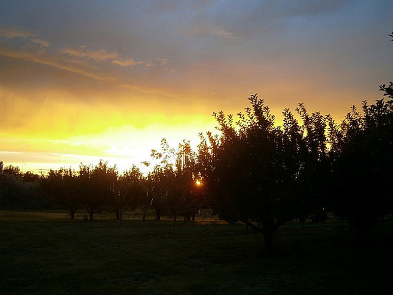 Sunset through the Orchard