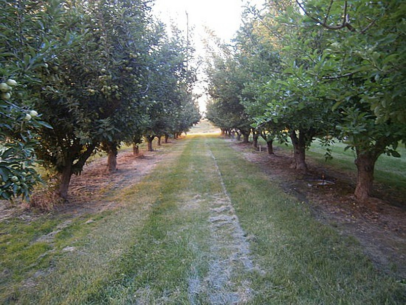 Old apple orchard