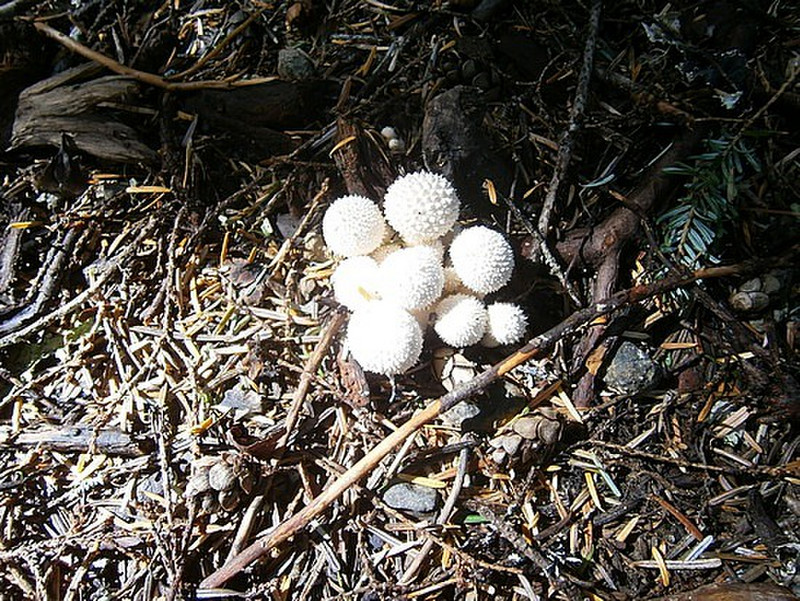 Funky mushrooms